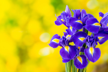 Purple iris flower on the yellow background. © gitusik