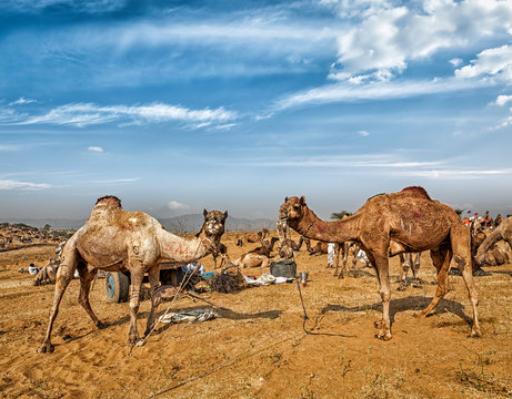 Camels at Pushkar Mela (Pushkar Camel Fair),  India