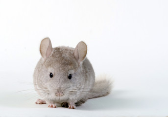 Gray small chinchilla