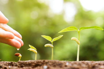 hand nurturing and watering young baby plants growing in germination sequence on fertile soil with natural green background