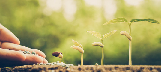 hand nurturing young baby plants growing in germination sequence on fertile soil with natural green...