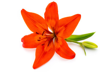 Lily flower with buds isolated on a white background.