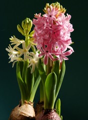 flowers of hyacinth