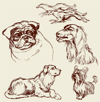 Set of Dogs - Labrador retriever, hound, pug, setter, lap-dog -