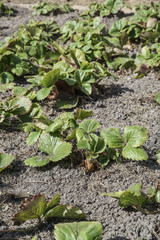 strawberry field