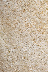 Natural sea sponge surface,