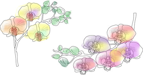 two color orchids sketches on white background