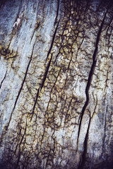 tree bark with cracks