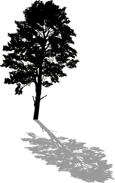 black pine large single silhouette with shadow