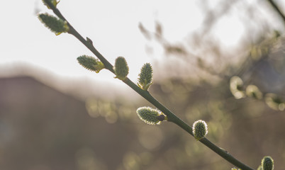 Blooming willow in springtime