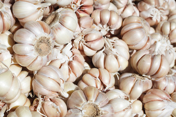 Garlic background. Organic vegetables.