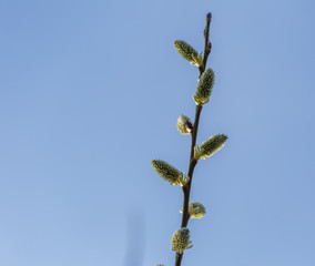 Blooming willow in springtime