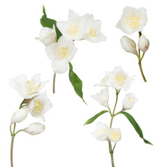 Obraz premium set of four jasmin branches with flowers