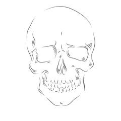 skull. illustration