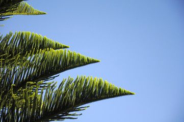 leaf pine on isolate sky background © sakura28