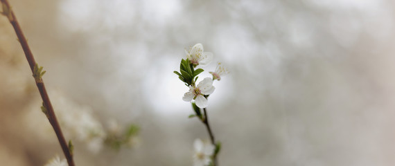 
Spring flowering trees