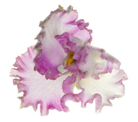 violet with light pink edge