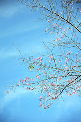 Branches and flowers of Wild Himalayan Cherry