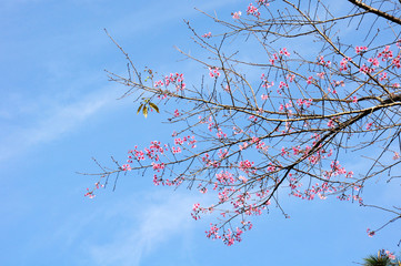 Branches and flowers of Wild Himalayan Cherry
