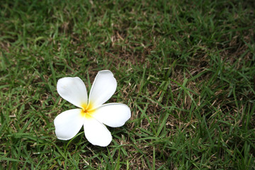 Fototapeta na wymiar Close up white Plumeria Flower drop on grass