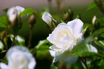 Obraz na płótnie Canvas blossoming white roses