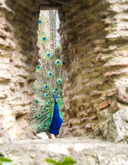 Fototapeta premium When the Peacock is Watching
