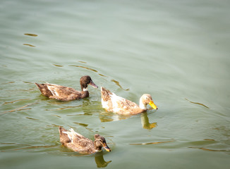 Ducks on the same direction.