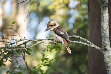 Kookaburra by itself in a tree during the day in Queensland