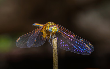 dragonfly
