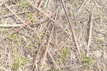 last year's dry grass