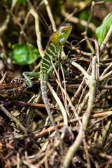 Garden lizard