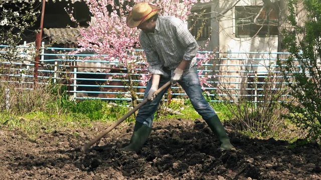 Man hoeing vegetable garden soil on organic farm, preparing ground for new sowing season.