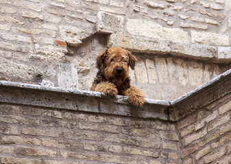 Umbria,Guardea,un cane dentro il cortile del Castello del Poggio.