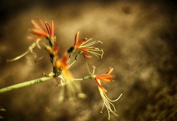 Hippeastrum