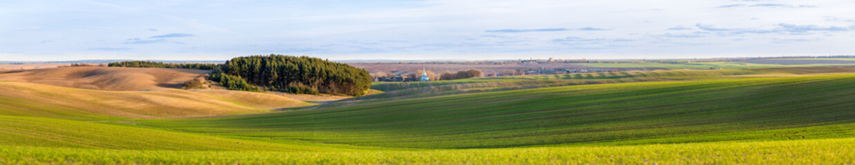 Fototapeta na wymiar Early spring came ot a field of winter wheat field. Panorama, captured in a golden hour.