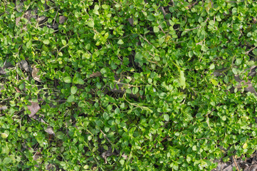 New fresh grass growth in spring in wild forest.