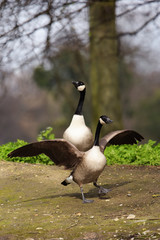 Canada Goose, Branta canadensis