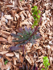 small green plant growing from forest ground