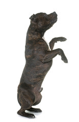 Obraz premium stafforshire bull terrier