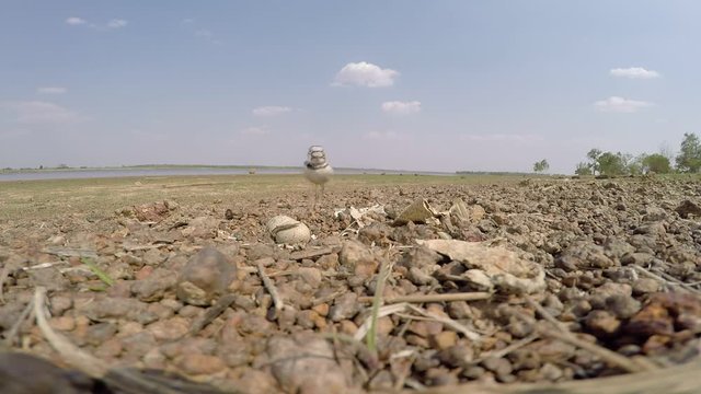 Birds hatch on land Adjacent to lake