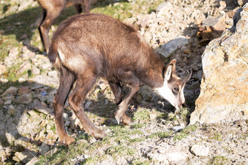 Alpine Chamois, Rupicapra rupicapra, inhabits the European Alps