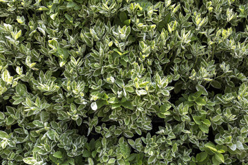 Natural green background 