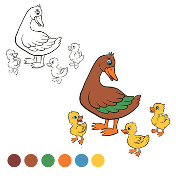 Coloring page. Color me: duck. Kind duck and free little cute ducklings walk. They are happy and smile.