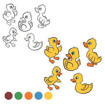 Coloring page. Color me: duck. Five little cute ducklings swim and stand.