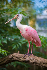 Roseate spoonbill (Platalea ajaja)