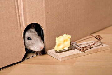Rat and Cheese Mousetrap, Looking from Hole to Mouse Trap