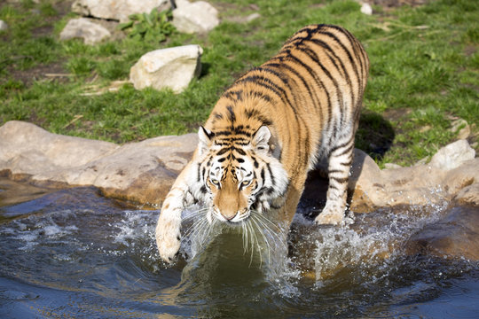 angry Amur tiger, Panthera tigris altaica, beating paws into the water