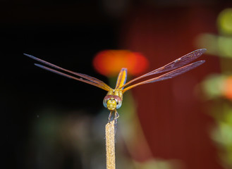 dragonfly
