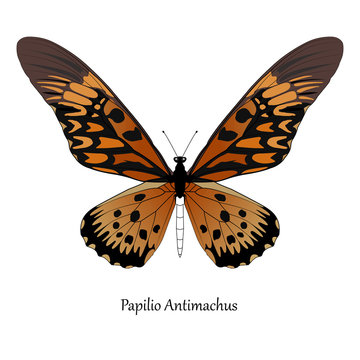 Illustration of Giant African Swallowtail - Papilio antimachus