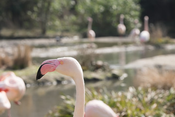 Flamingos